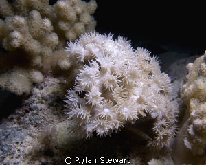 Delicate corals at night by Rylan Stewart 